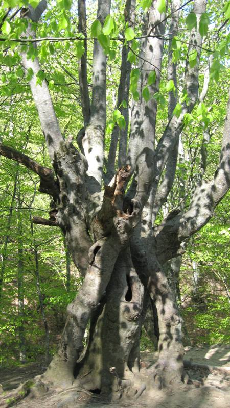 Image of Fagus × taurica specimen.