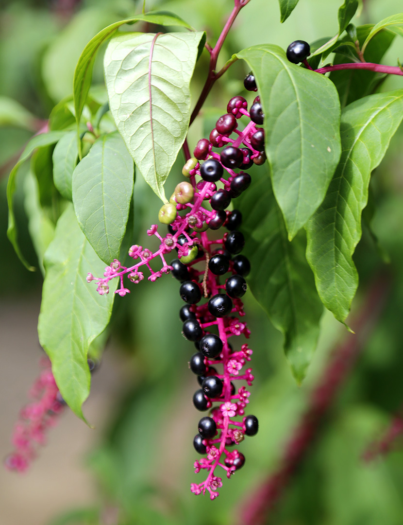 Изображение особи Phytolacca americana.