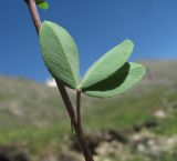 Trifolium rytidosemium. Лист (вид снизу). Кабардино-Балкария, Эльбрусский р-н, долина р. Ирикчат, ок. 2800 м н.у.м., каменистое место близ р. Ирикчат. 28.07.2017.