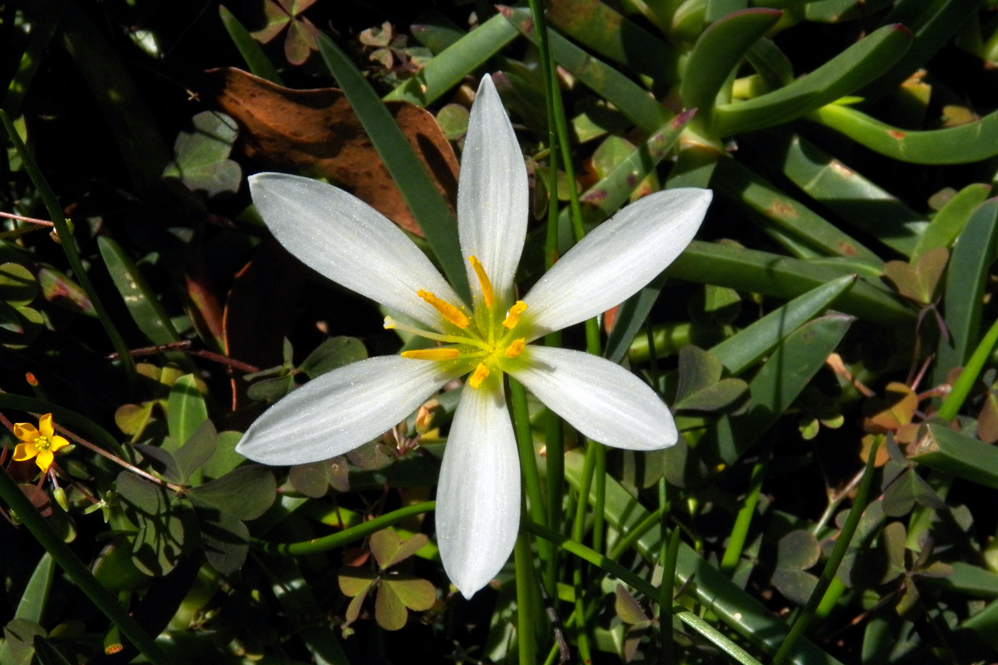 Image of Zephyranthes candida specimen.