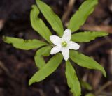 Anemone debilis