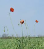 Papaver stevenianum. Верхушки цветущих растений. Ростовская обл. на границе с Краснодарским краем, по всходам яровых. 08.05.2010.