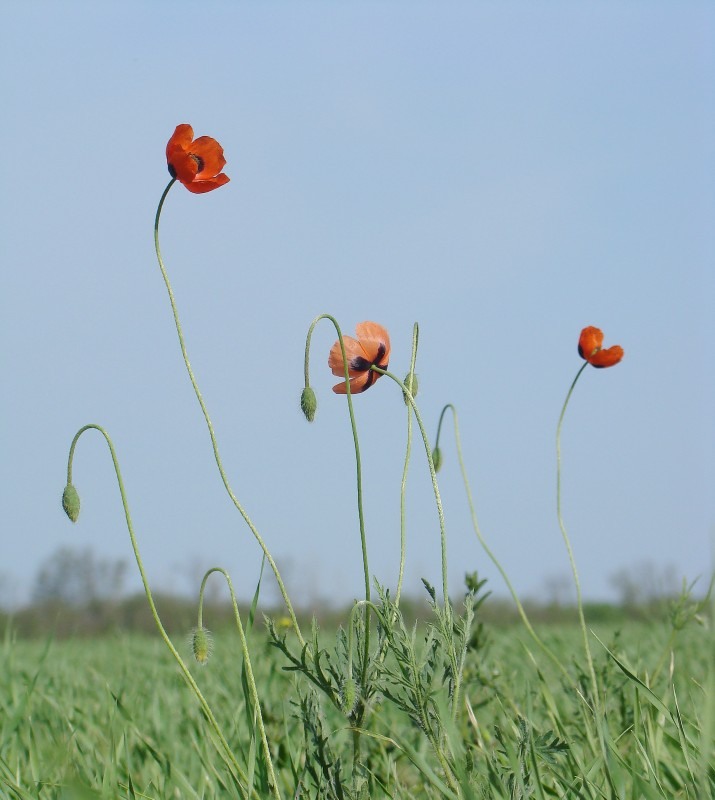 Image of Papaver stevenianum specimen.