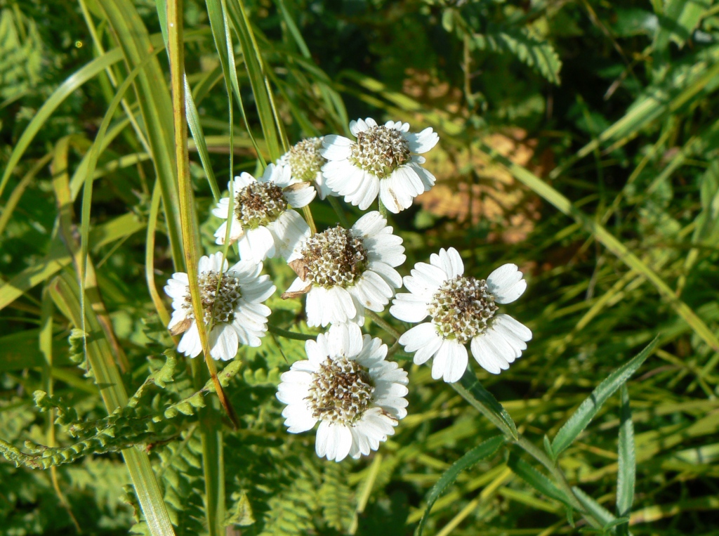 Изображение особи Achillea acuminata.