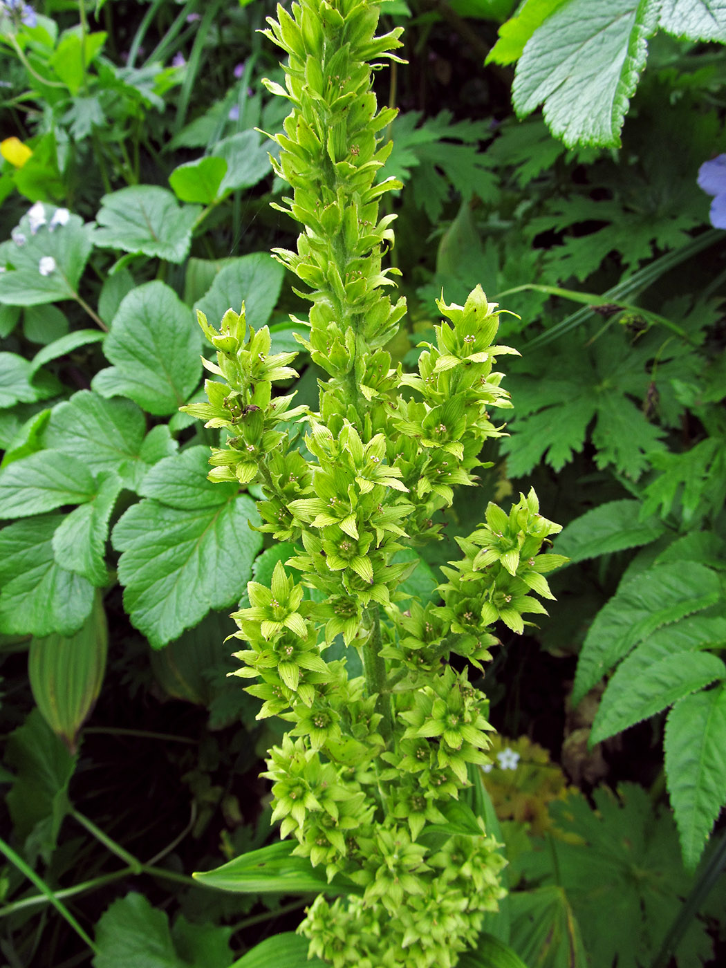 Image of Veratrum oxysepalum specimen.