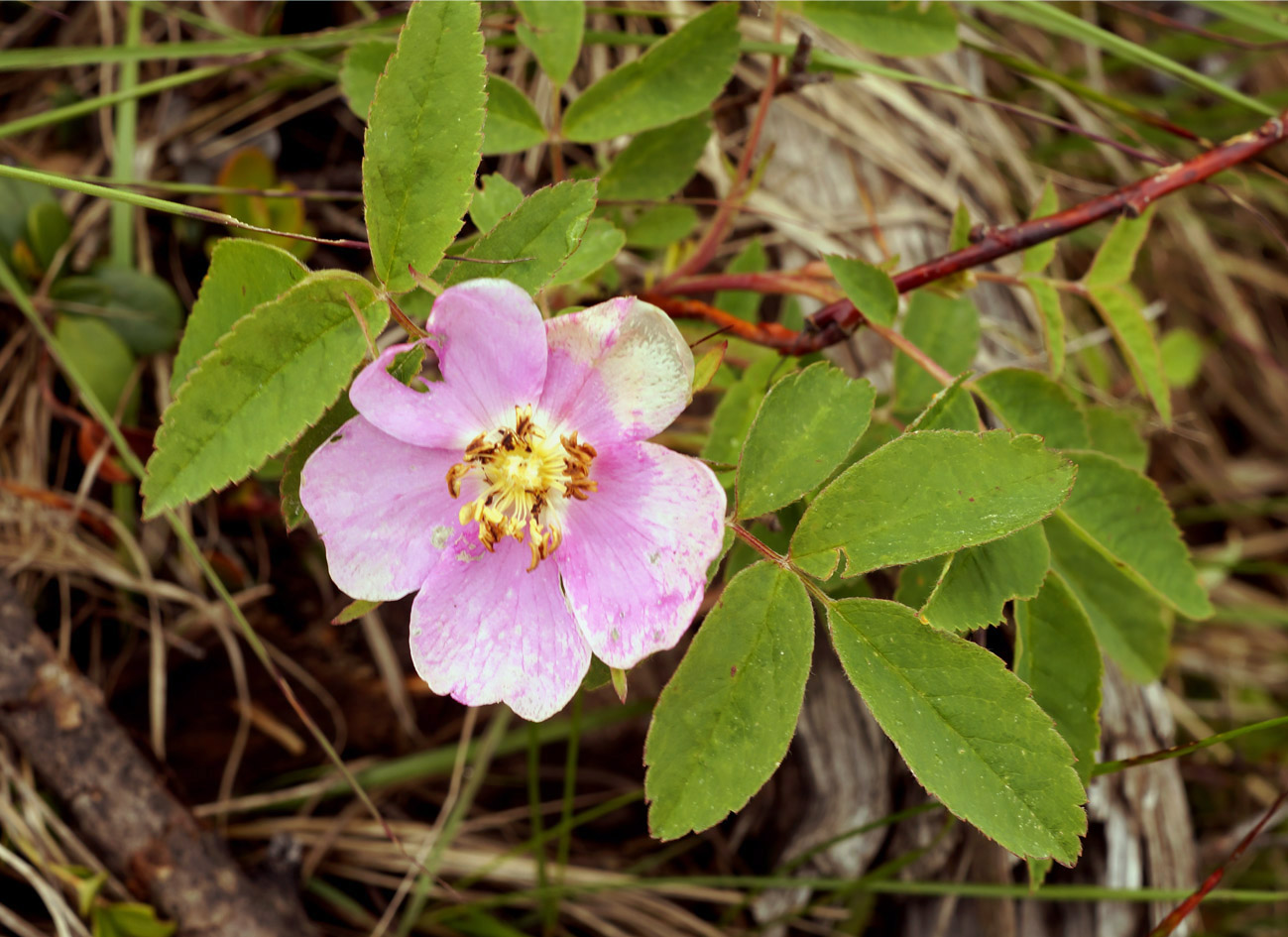 Image of Rosa davurica specimen.