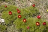 Paeonia tenuifolia. Цветущие растения. Крым, Ай-Петринская яйла, окр. скалы Биюк-Исар. Начало мая 2010 г.