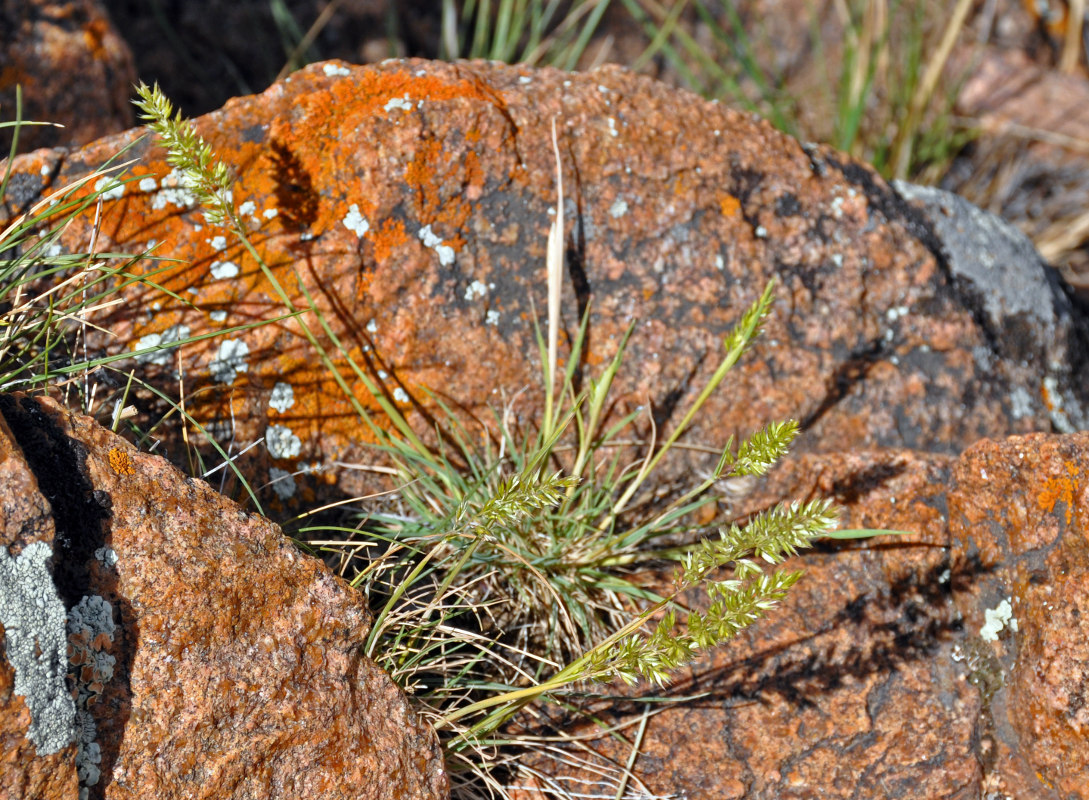 Image of genus Koeleria specimen.