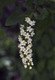 Padus virginiana