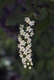 Padus virginiana. Соцветие. Пермский край, г. Пермь, Кировский р-н, озеленение. 10.06.2017.