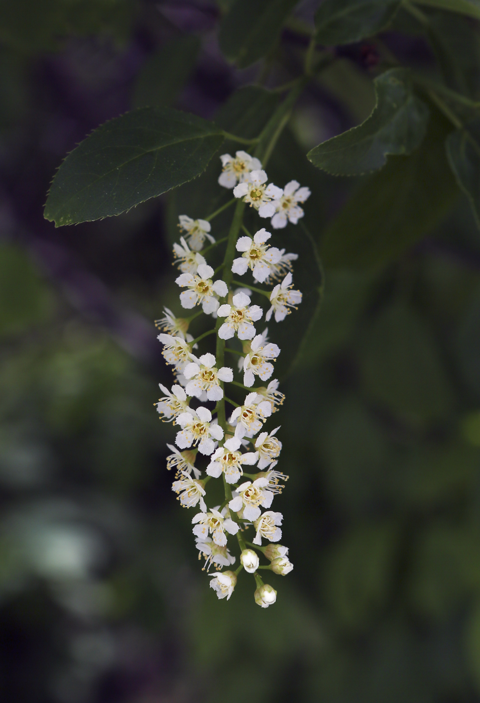 Изображение особи Padus virginiana.