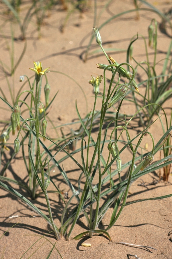 Image of Scorzonera sericeolanata specimen.