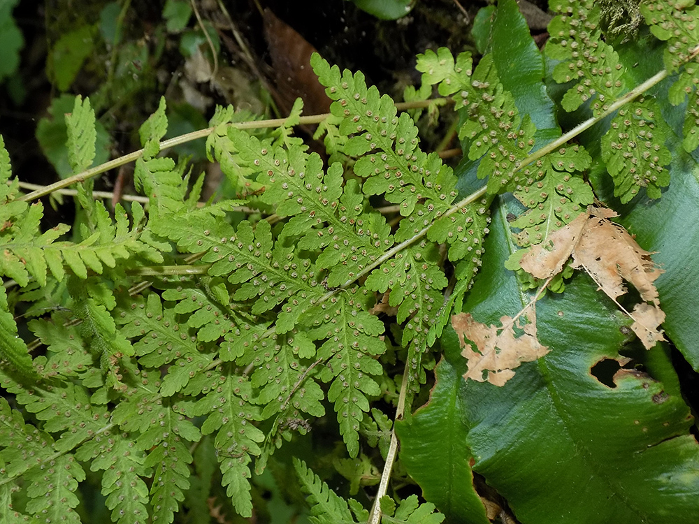 Image of Woodsia caucasica specimen.