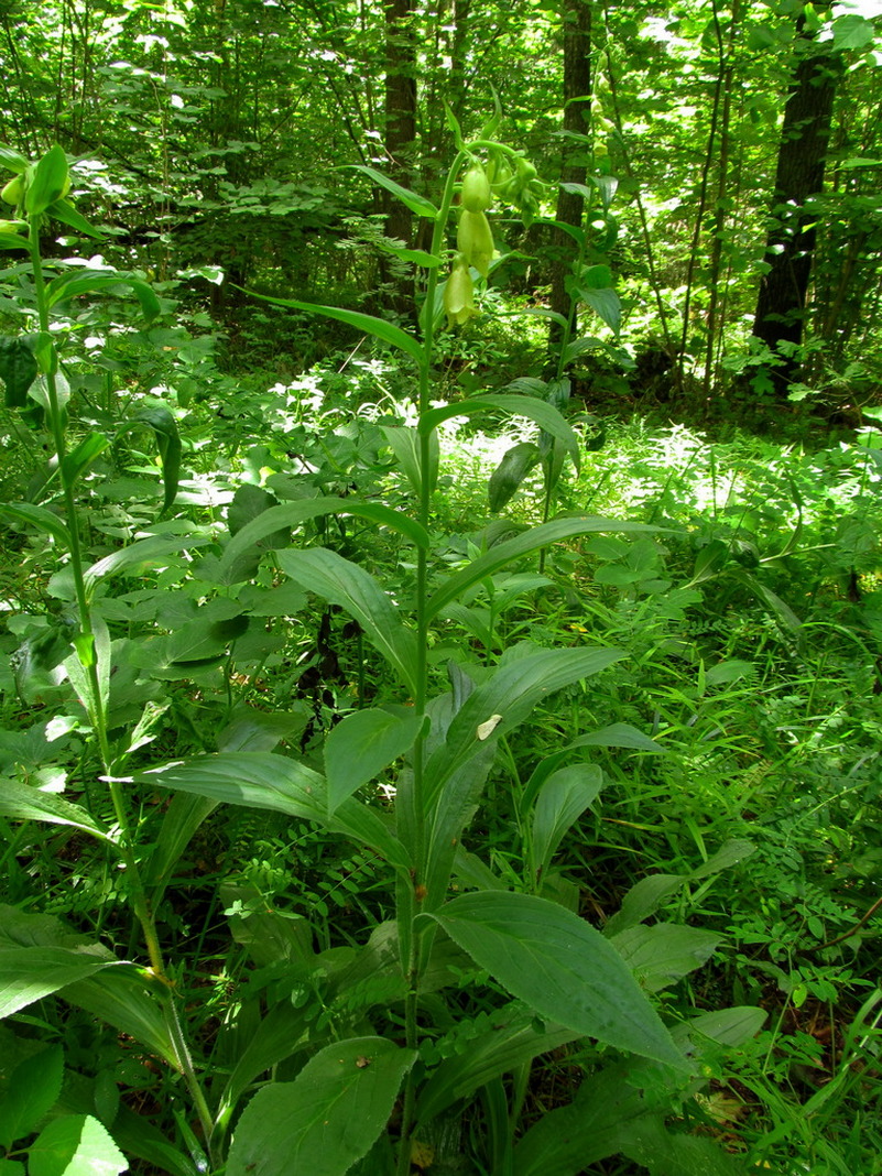 Image of Digitalis grandiflora specimen.