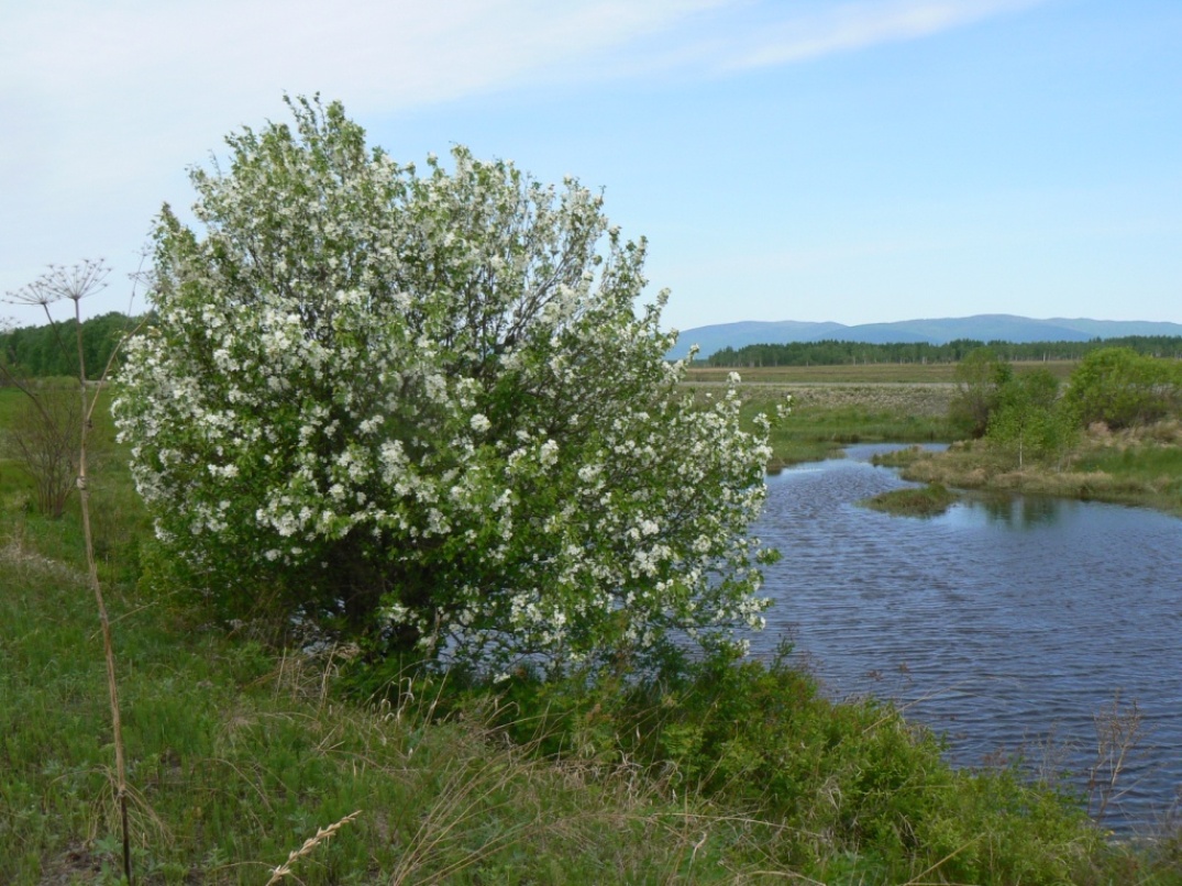 Image of Malus mandshurica specimen.
