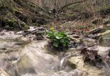 Ficaria calthifolia. Зацветающее растение. Краснодарский край, м/о г. Новороссийск, щель Сибирская, ≈ 400 м н.у.м., в русле горного ручья. 08.03.2018.