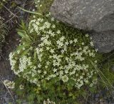 Image of taxon representative. Author is Александр Лебедев