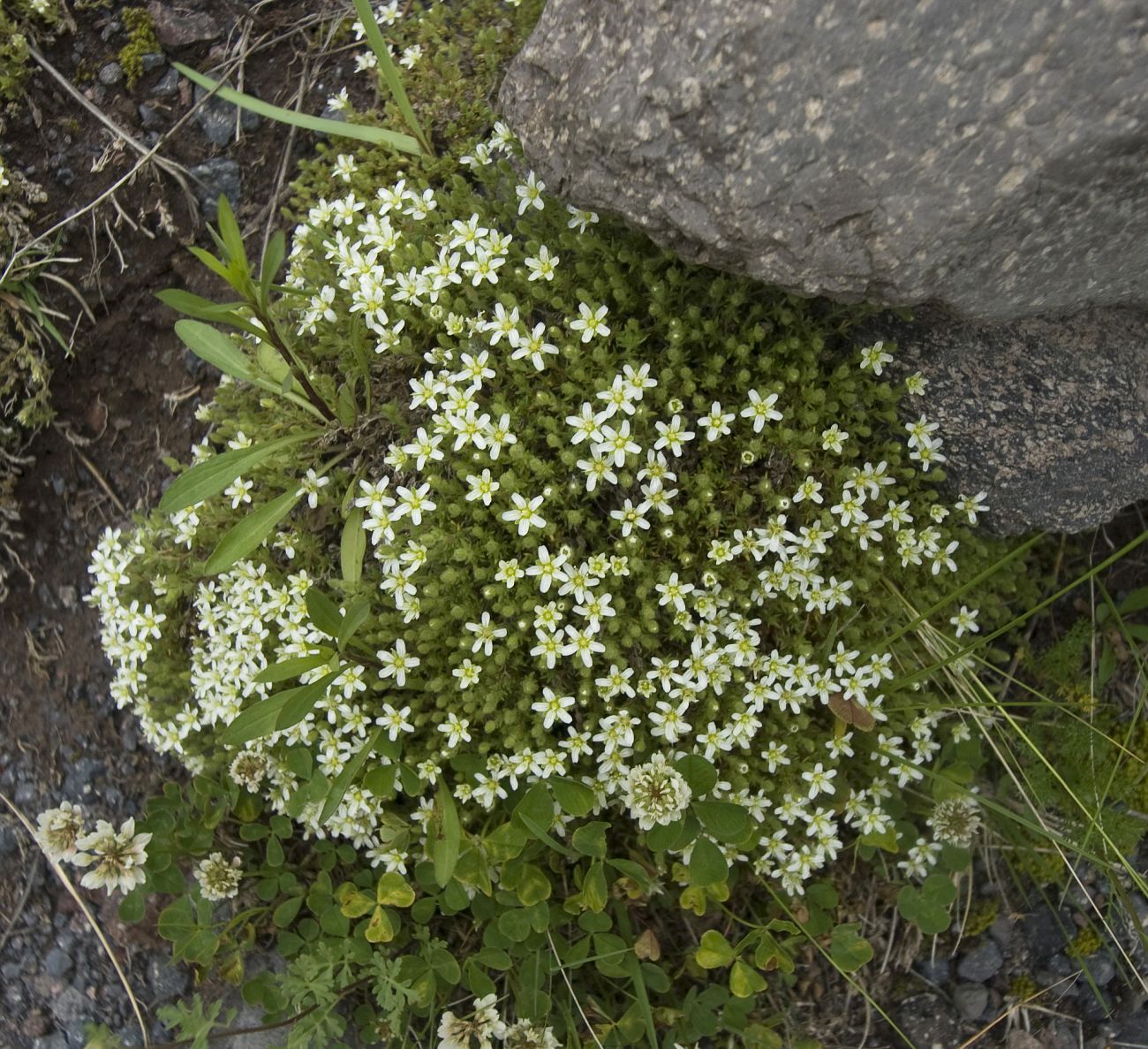 Image of Minuartia inamoena specimen.