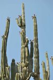 Stenocereus griseus