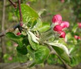 Malus domestica. Ветка с бутонами. Краснодарский край, г. Усть-Лабинск, \"балка\" (ров Александровской крепости), сорное. 17.04.2018.