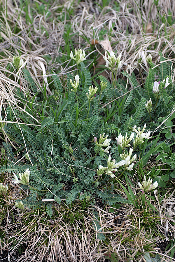 Изображение особи Astragalus demetrii.