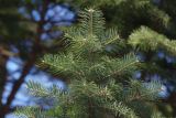 Abies holophylla. Верхушка ветви. Санкт-Петербург, ботанический сад БИН РАН, в культуре. 26.03.2018.