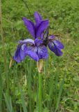 Iris sibirica. Верхушка побега с цветком. Крым, Долгоруковская яйла, заболоченный луг. 13 мая 2018 г.