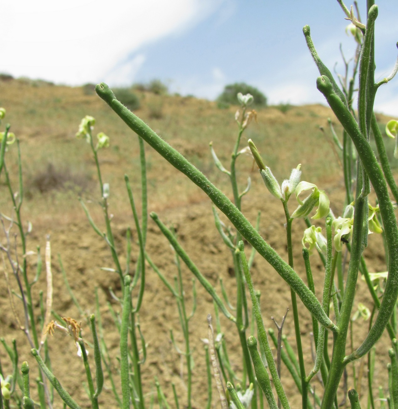 Image of Matthiola odoratissima specimen.