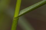 Poa nemoralis. Основание листа. Саратов, Октябрьское ущелье, широколиственный лес, тенистый склон ущелья, песчано-каменистый грунт. 27.05.2018.