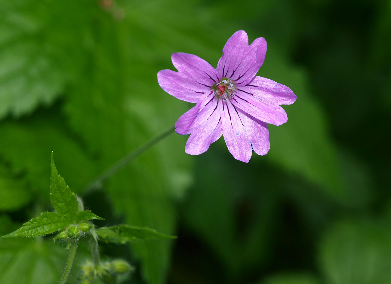 Image of Geranium gracile specimen.