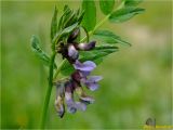 Vicia sepium