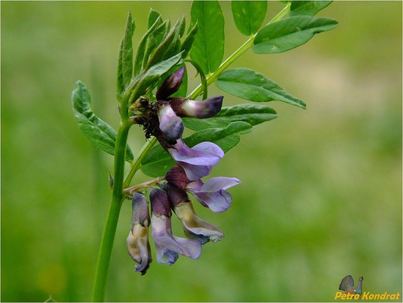 Изображение особи Vicia sepium.