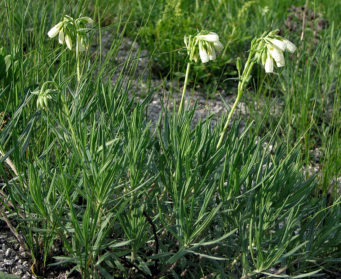 Изображение особи Onosma tanaitica.