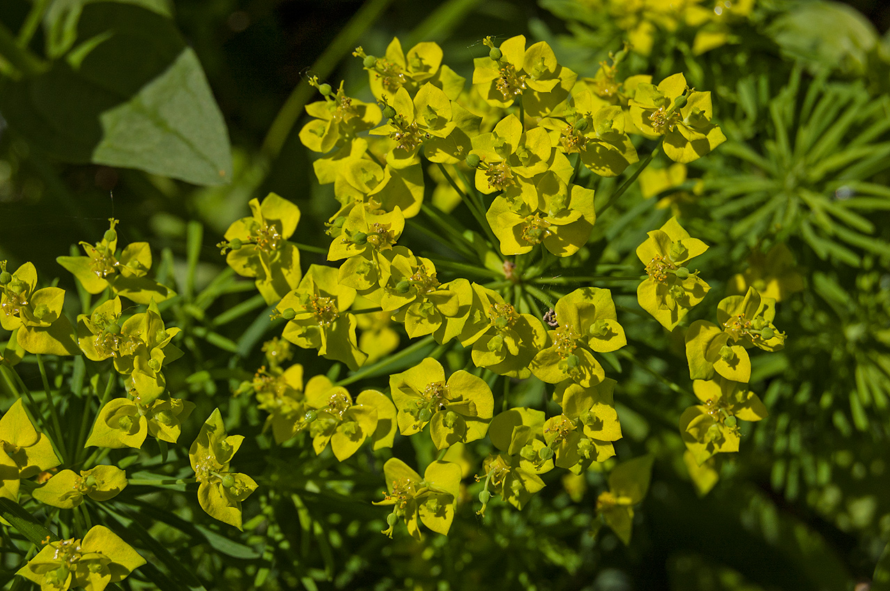 Изображение особи Euphorbia cyparissias.