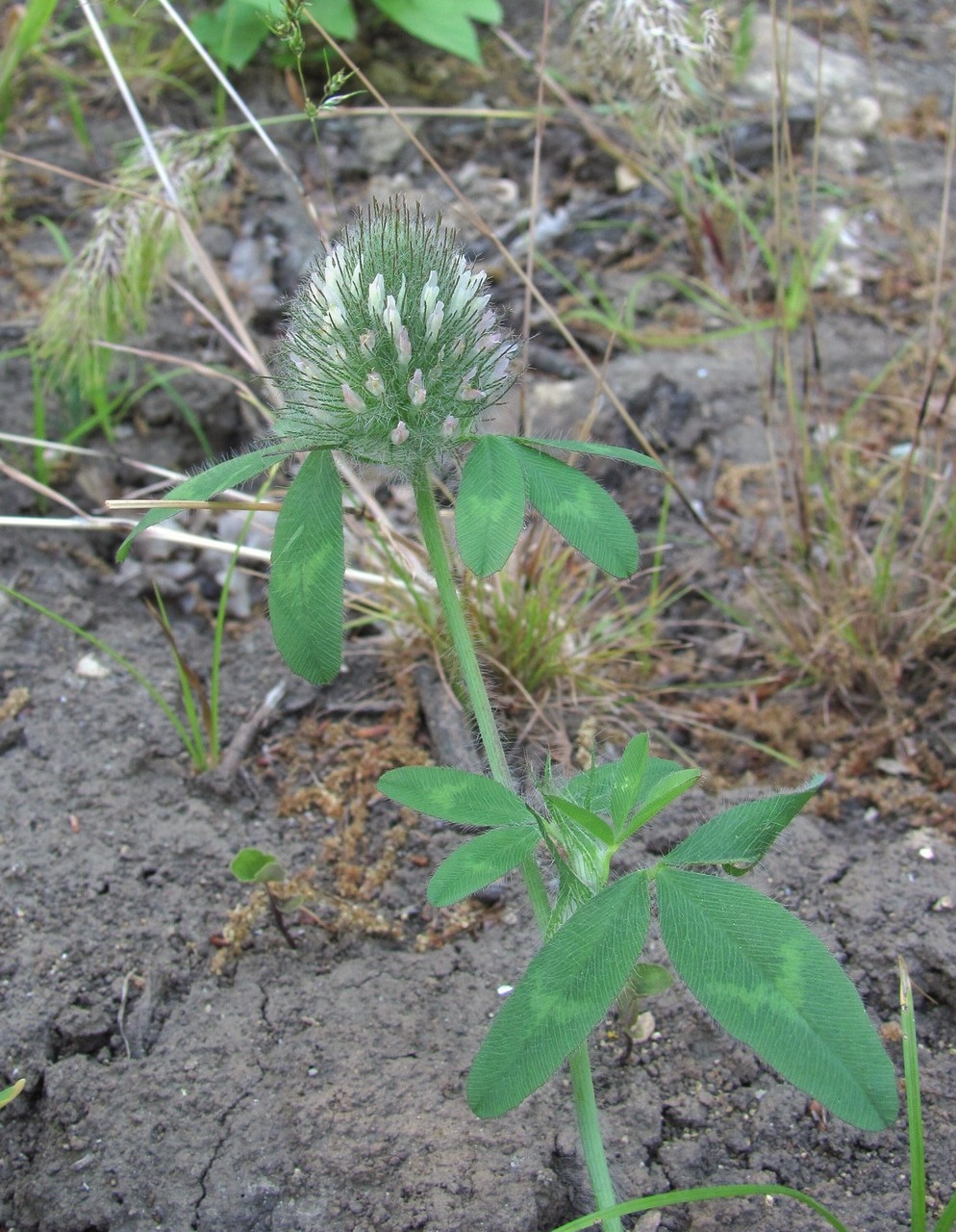 Image of Trifolium diffusum specimen.