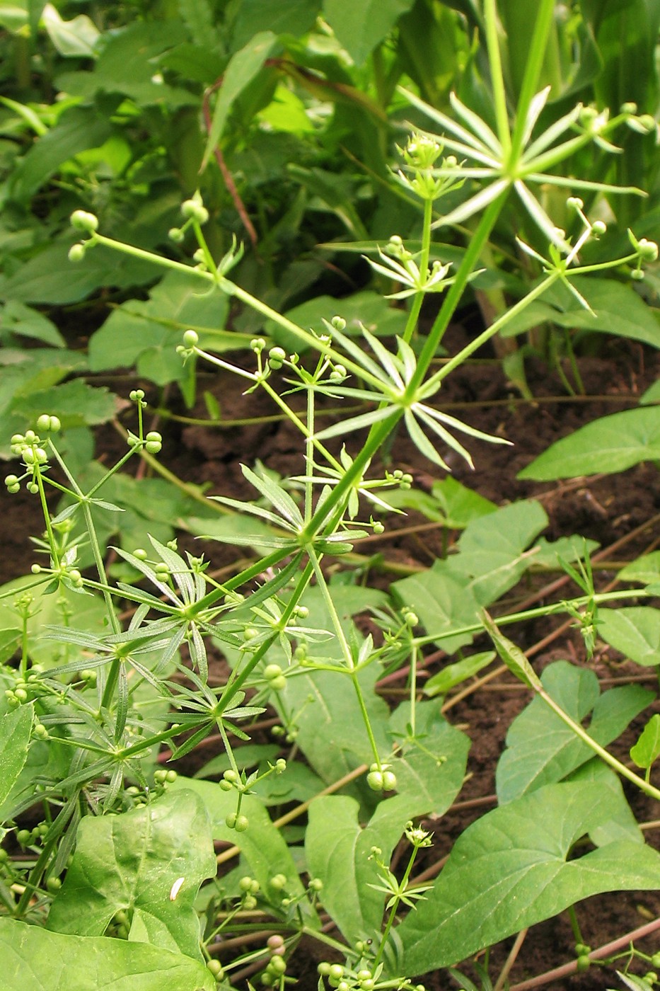 Изображение особи Galium spurium.