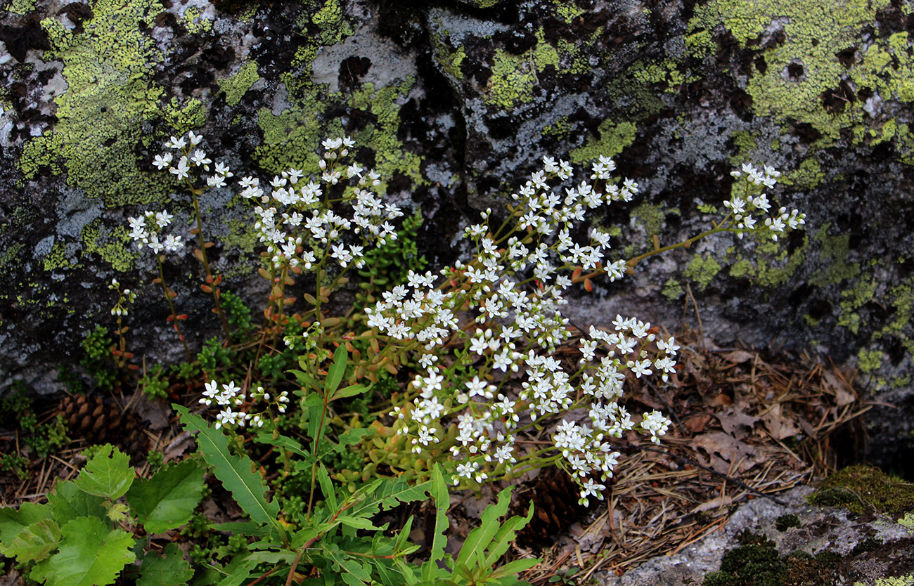 Image of Sedum album specimen.