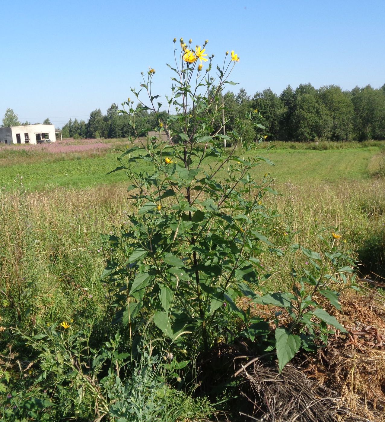 Изображение особи Helianthus tuberosus.