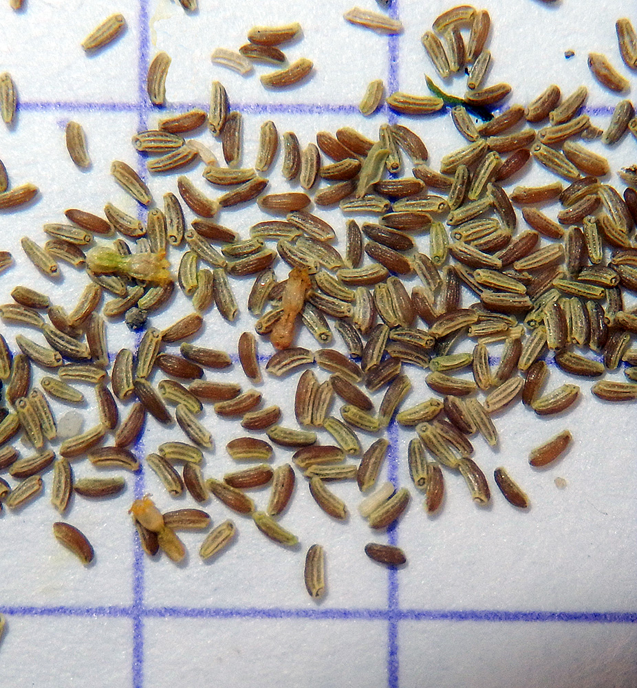 Image of Matricaria recutita specimen.