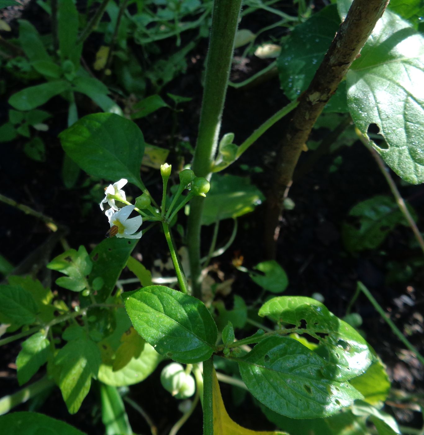 Image of Solanum retroflexum specimen.