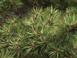 Pinus sylvestris subspecies hamata. Конец ветви. Северная Осетия, Алагирское ущелье, Нарская котловина, окр. пос. Нар, склоны Бокового хребта, 1730 м н.у.м. 07.05.2010.