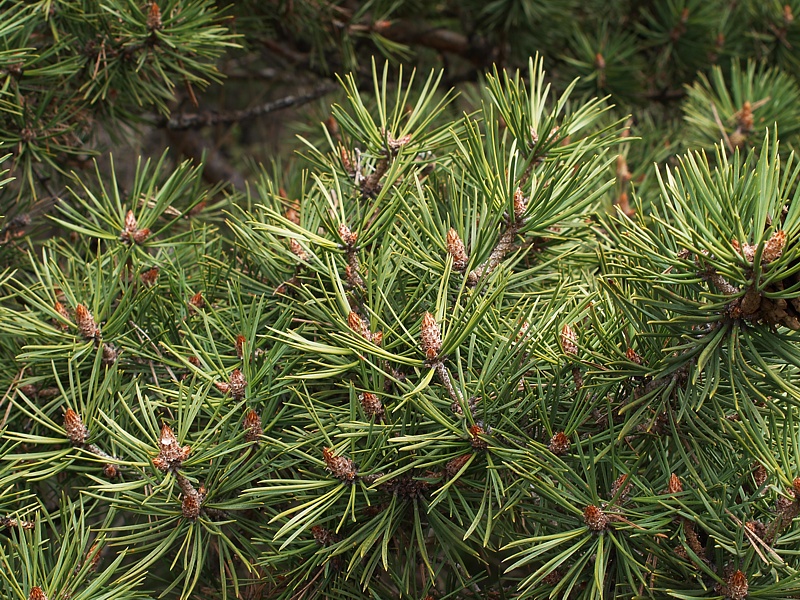 Image of Pinus sylvestris ssp. hamata specimen.