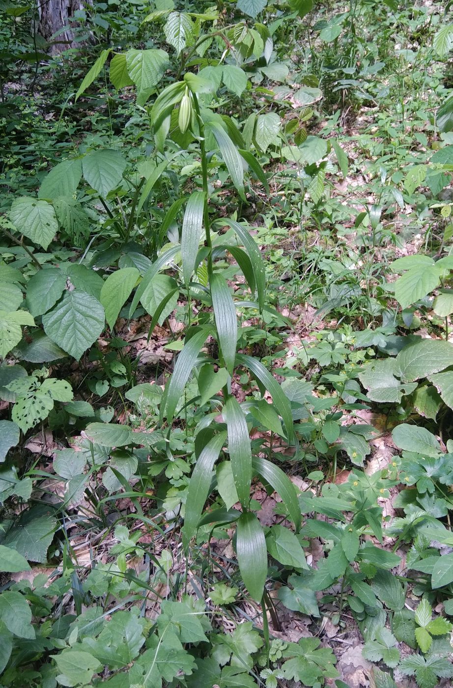 Image of Lilium szovitsianum specimen.
