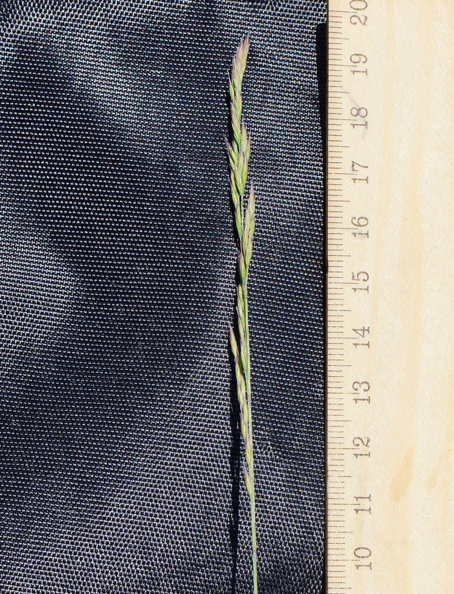 Image of Festuca valesiaca specimen.