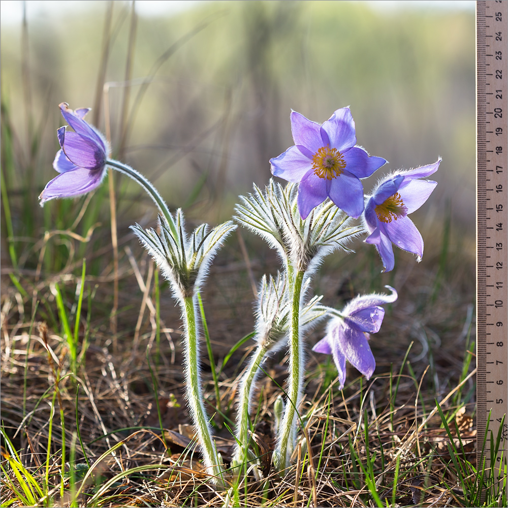 Image of Pulsatilla patens specimen.