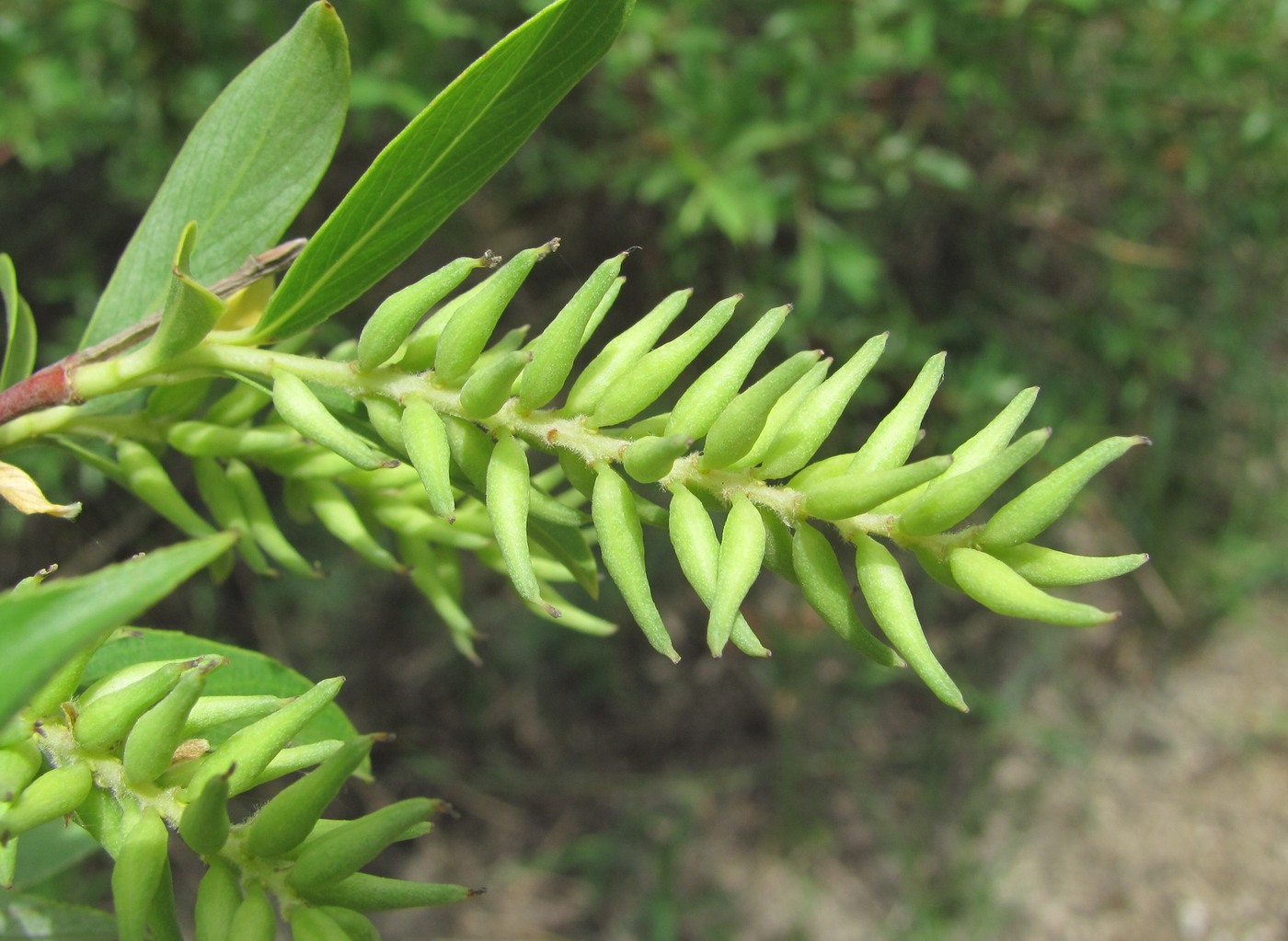 Image of Salix alba specimen.