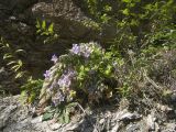 Campanula mirabilis