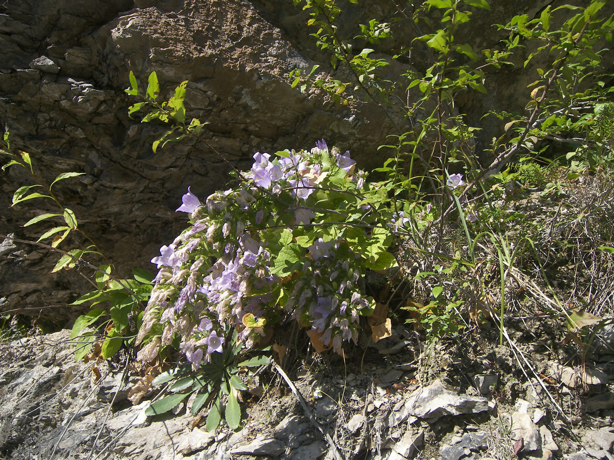 Изображение особи Campanula mirabilis.