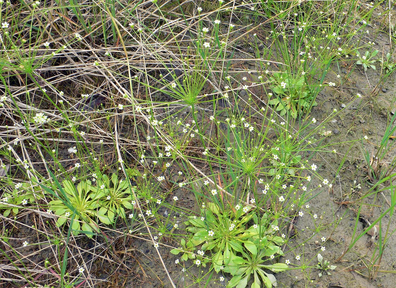 Image of Androsace filiformis specimen.