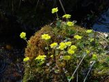 Chrysosplenium sibiricum